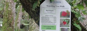 TravelingTrees-RedMaple-Tag-880x320